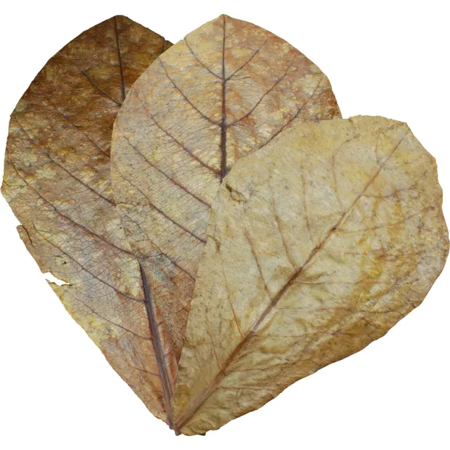dennerle-catappa-leaves-seemandelbaumbl-tter-f-r-aquarium image 1