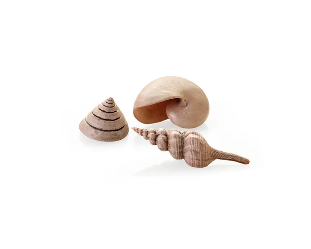 biorb-muschel-set-natural-aquarium-muschel-deko image 1