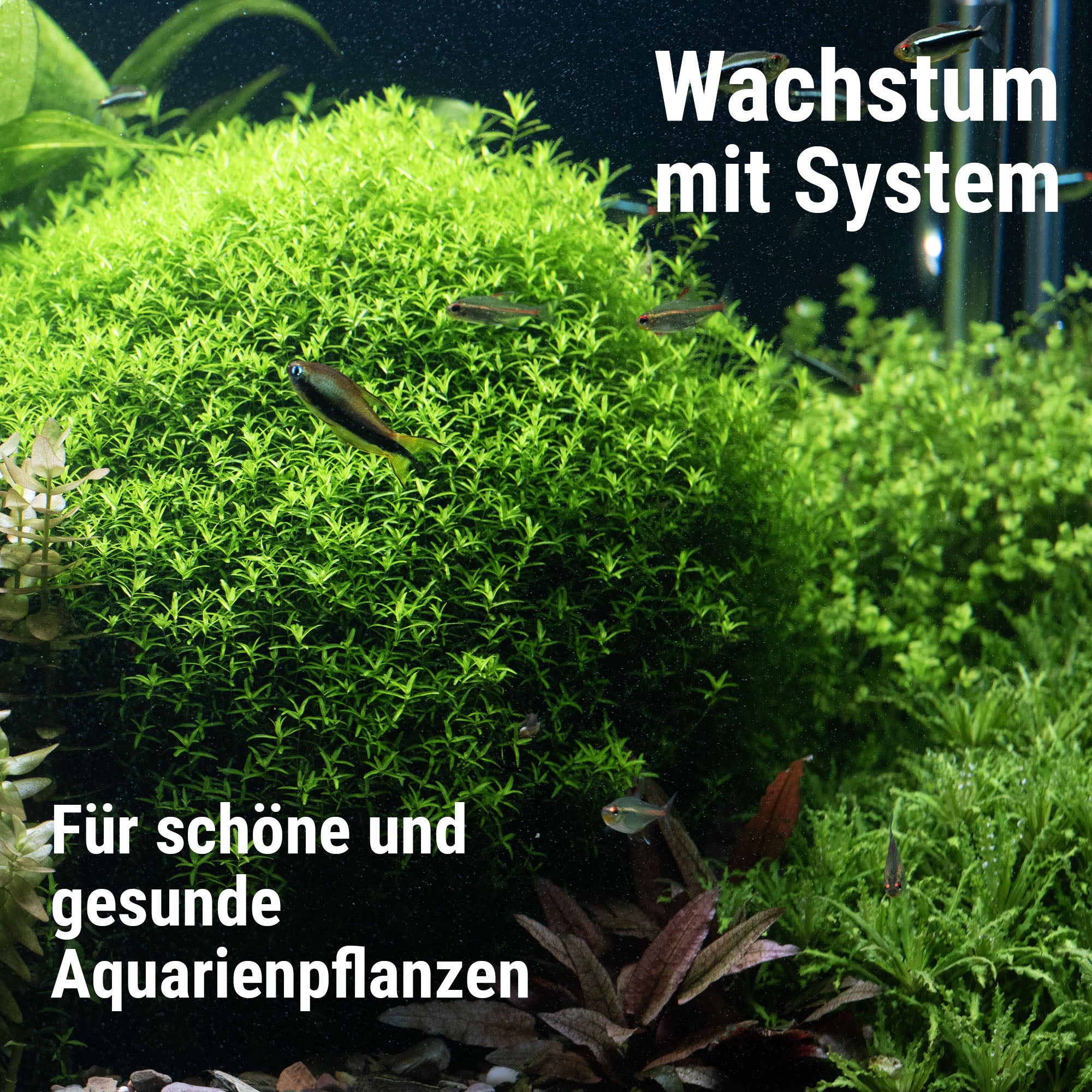 dennerle-plant-system-set-pflanzend-nge-set-f-r-aquarienpflanzen image 4