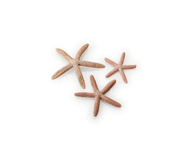 biorb-seesterne-set-3-natural-aquarium-deko-3-teilig image 1