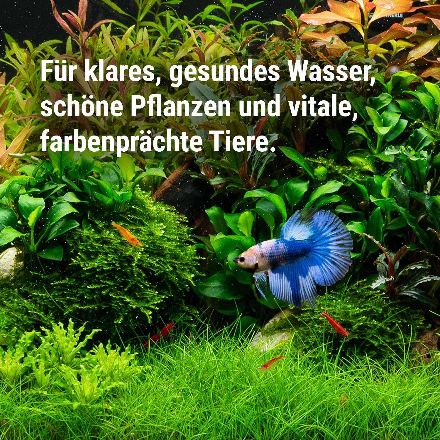 dennerle-care-protect-set-aqua-elixir-wasseraufbereiter-pflegeset image 4