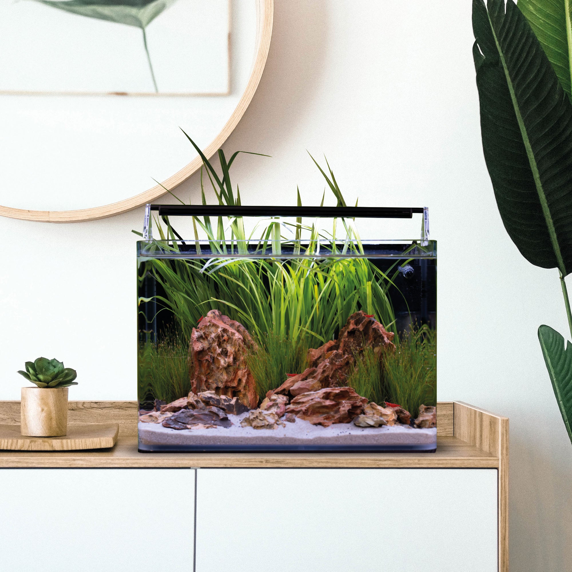 dennerle-nano-tank-basic-design-komplettaquarium-mit-panoramaecken image 6