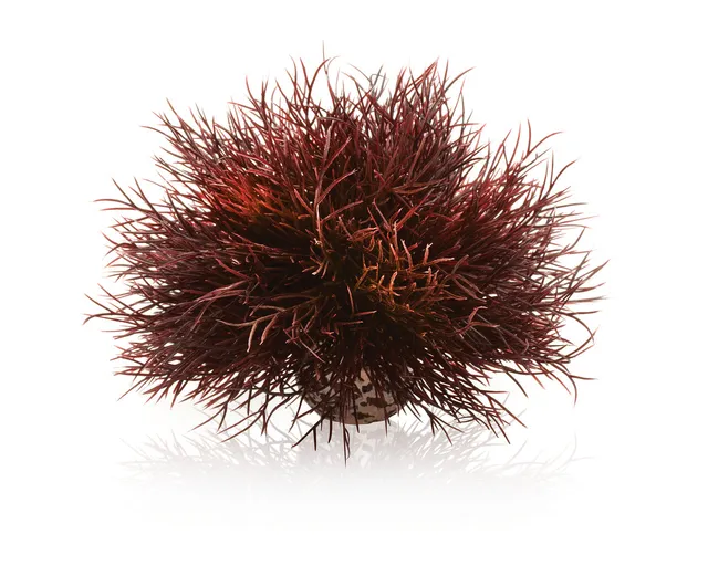 biorb-aquarien-seelilie-dunkelrot-deko-pflanze-10x10x12-cm image 1