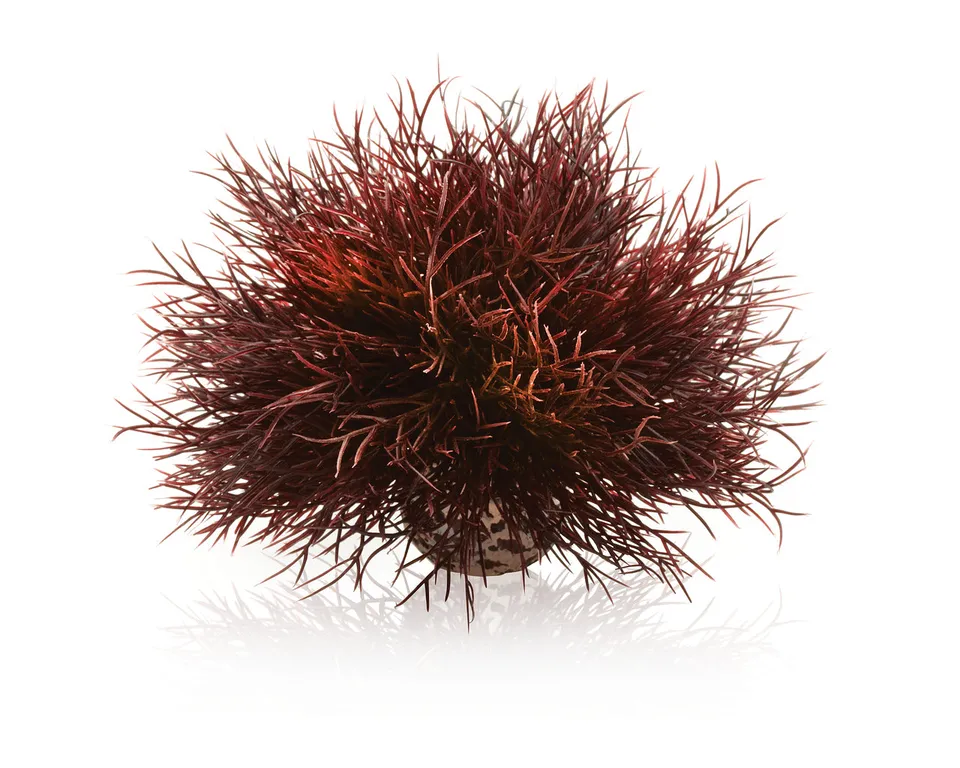 biorb-aquarien-seelilie-dunkelrot-deko-pflanze-10x10x12-cm image 1