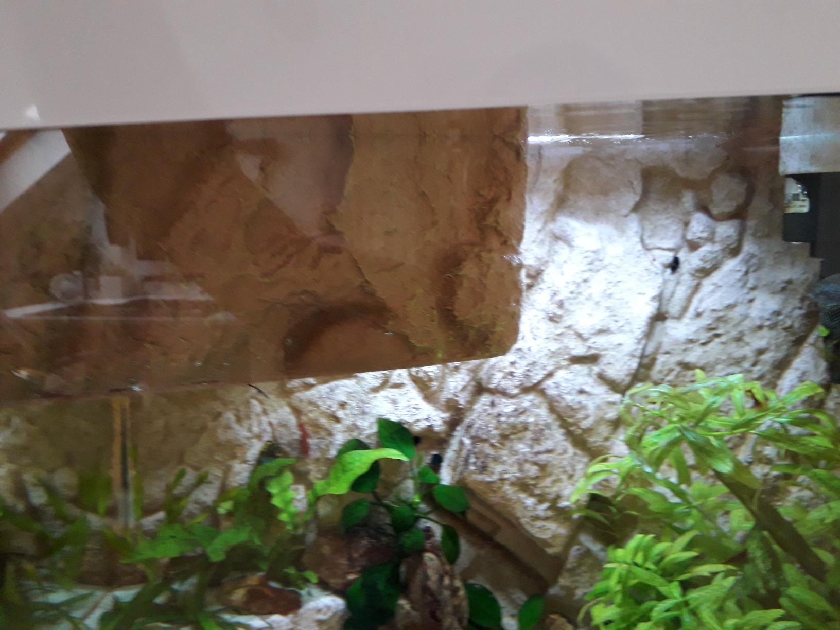 Fische lieben die Verstecke