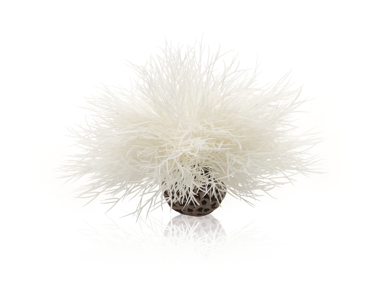 biorb-aquarien-seelilie-wei-deko-pflanze-10-x-10-x-11-cm image 1