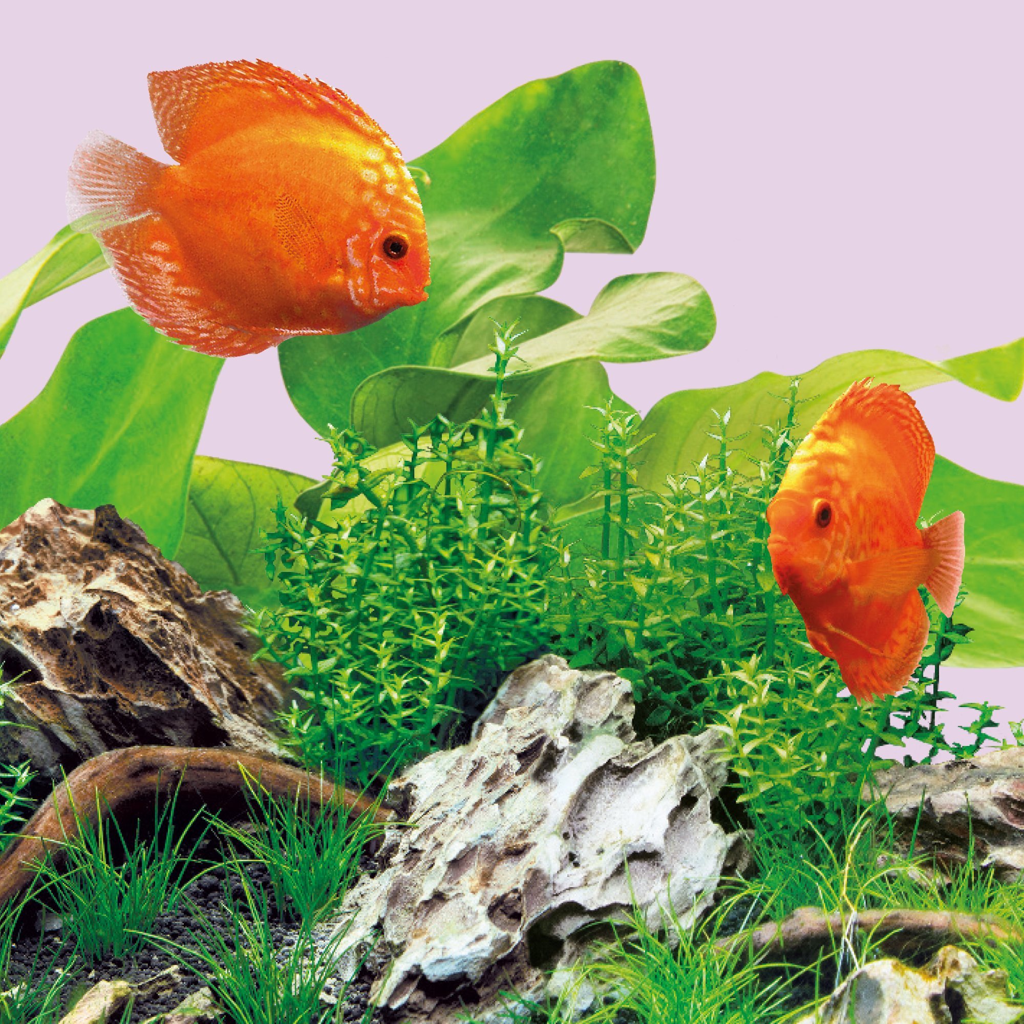 juwel-aquarium-led-colour-895-mm-led-r-hre-f-r-multilux-led-100-cm image 2