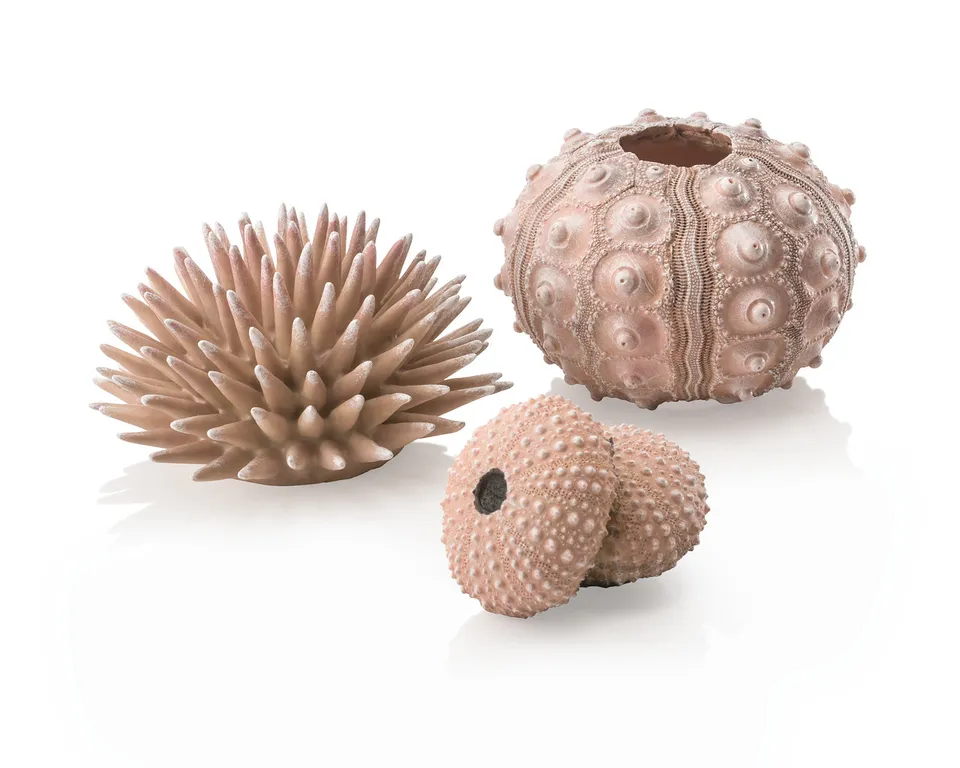 biorb-seeigel-set-natural-aquarium-deko-ornament image 1