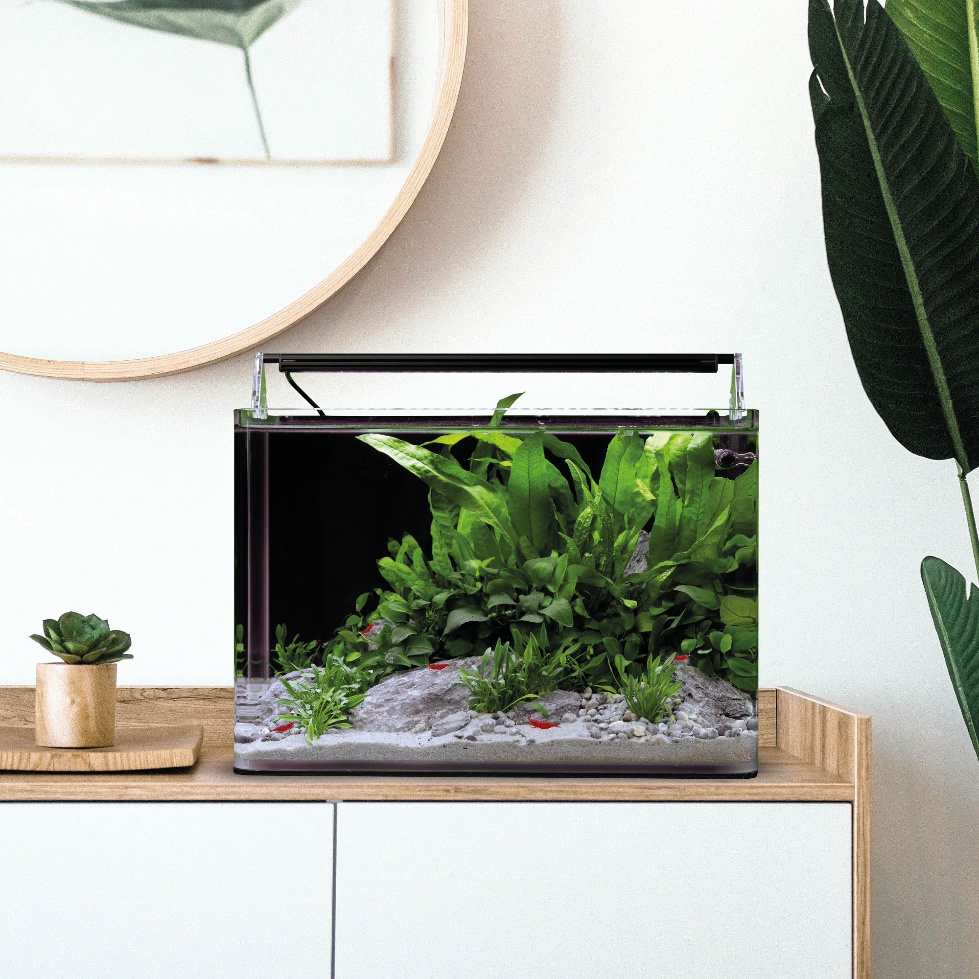 dennerle-nano-tank-complete-design-komplettaquarium-mit-panoramaecken image 6