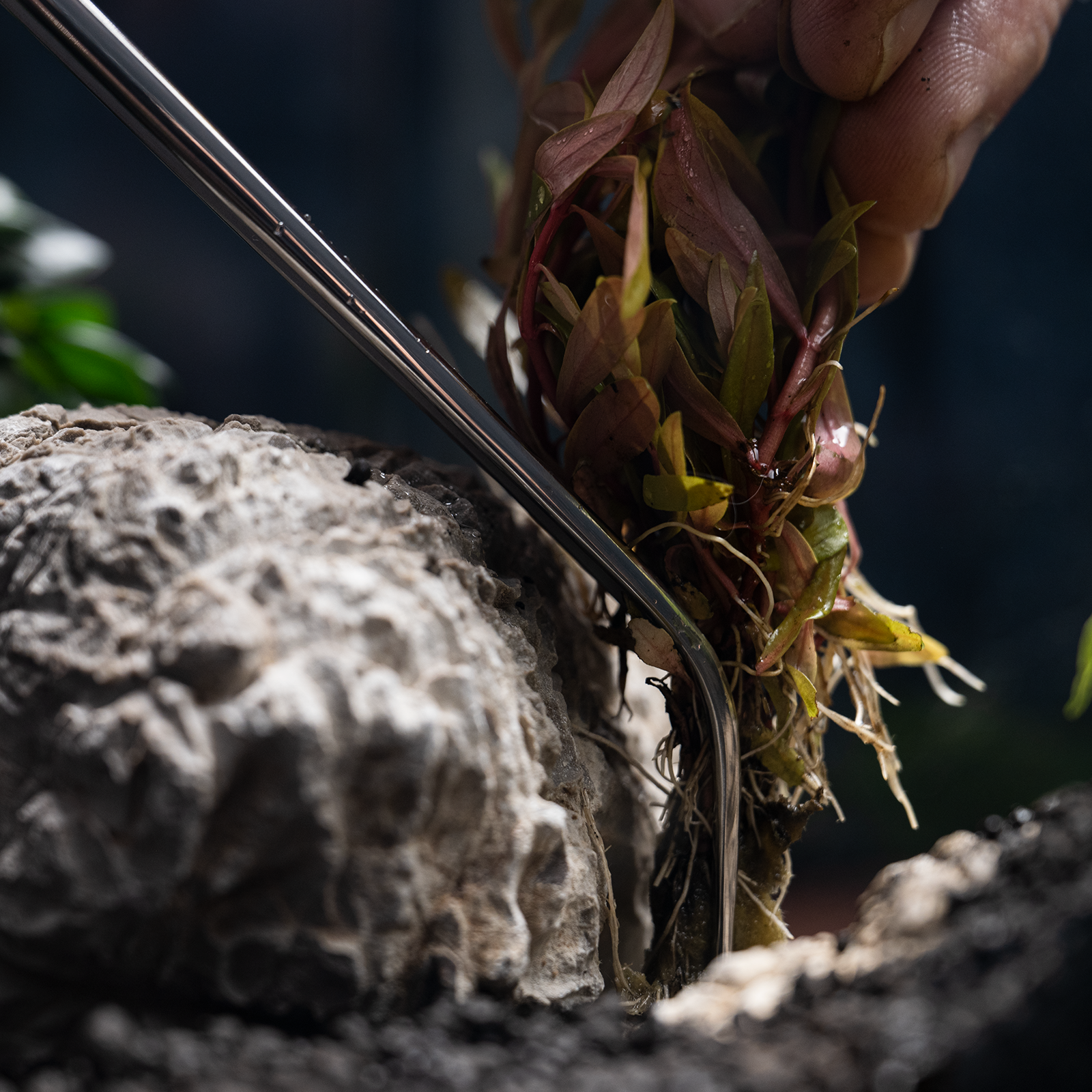 dennerle-plant-tweezer-aquascaping-pinzette-aus-edelstahl image 6