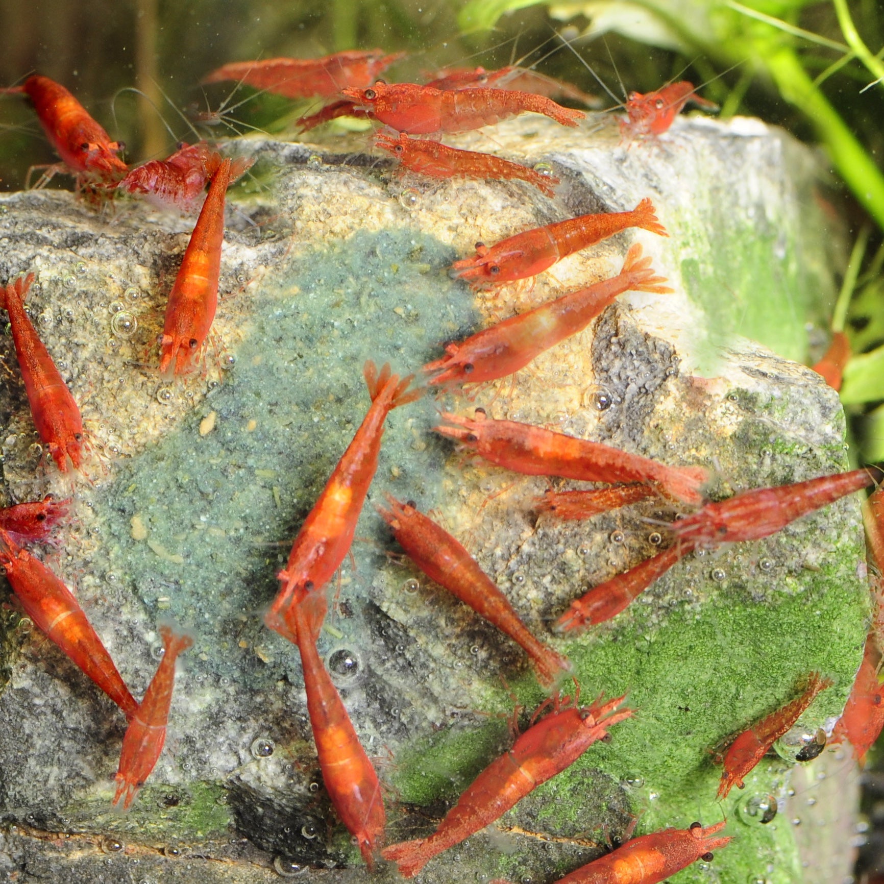 dennerle-shrimp-king-yummy-gum-haft-futterknete-f-r-garnelen image 2