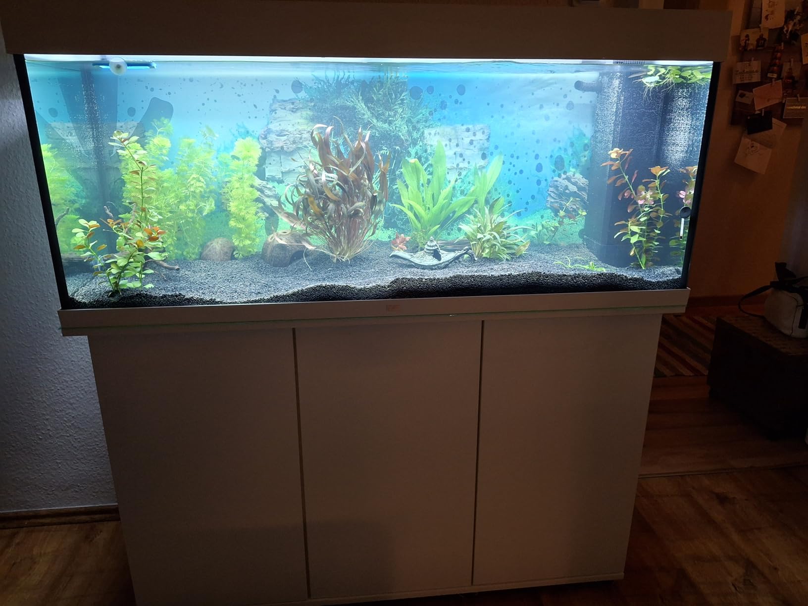 Großes Kino für Fische