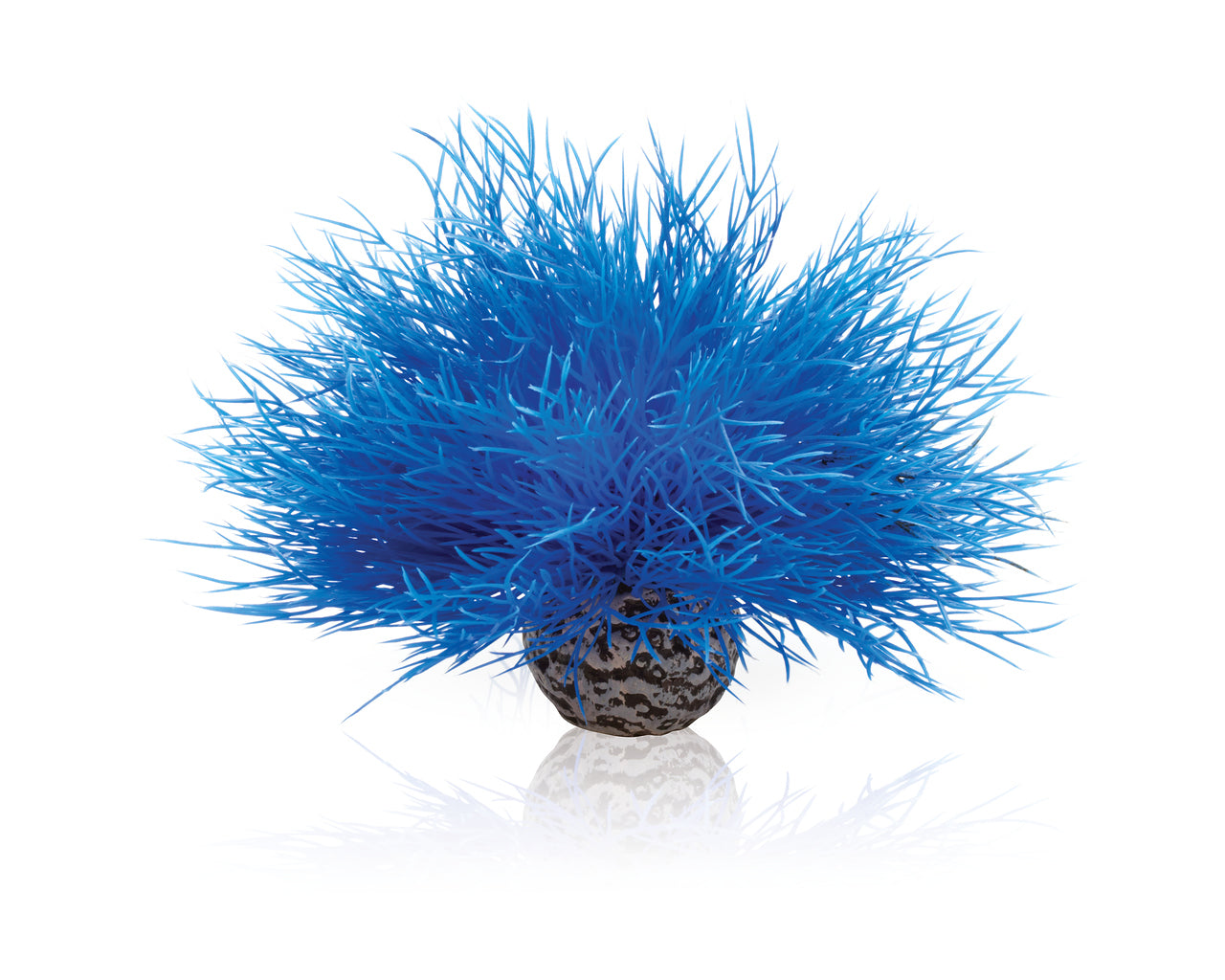 biorb-aquarien-seelilie-blau-deko-pflanze image 1