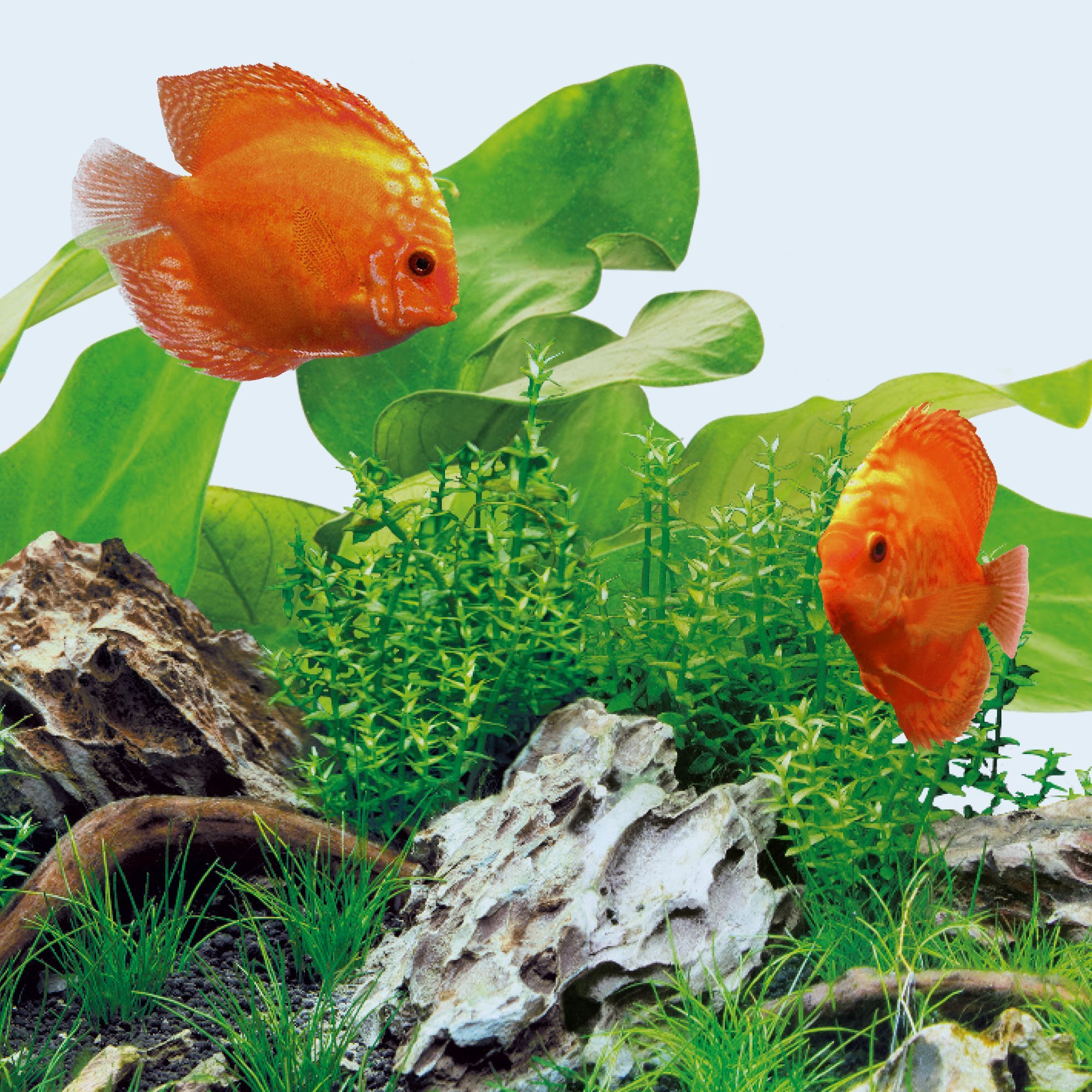 juwel-aquarium-led-day-9000k-895-mm-led-r-hre-f-r-multilux-led-100-cm image 3