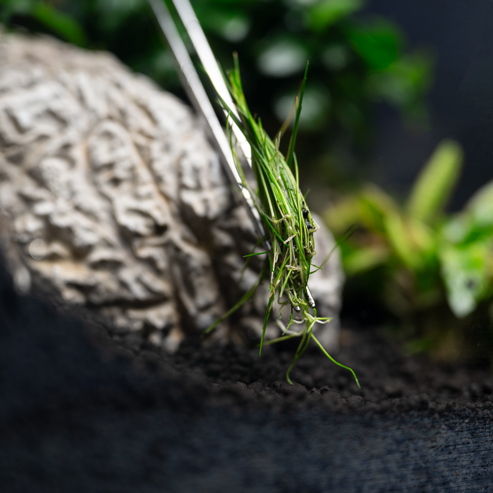 dennerle-plant-tweezer-aquascaping-pinzette-aus-edelstahl image 2