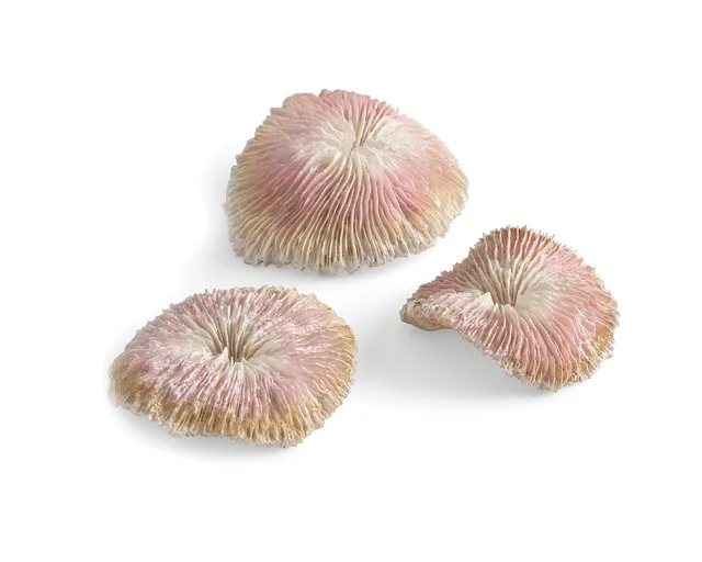biorb-plattenkorallen-set-aquariendekoration-seychellen-design image 1