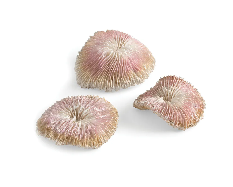 biorb-plattenkorallen-set-aquariendekoration-seychellen-design image 1