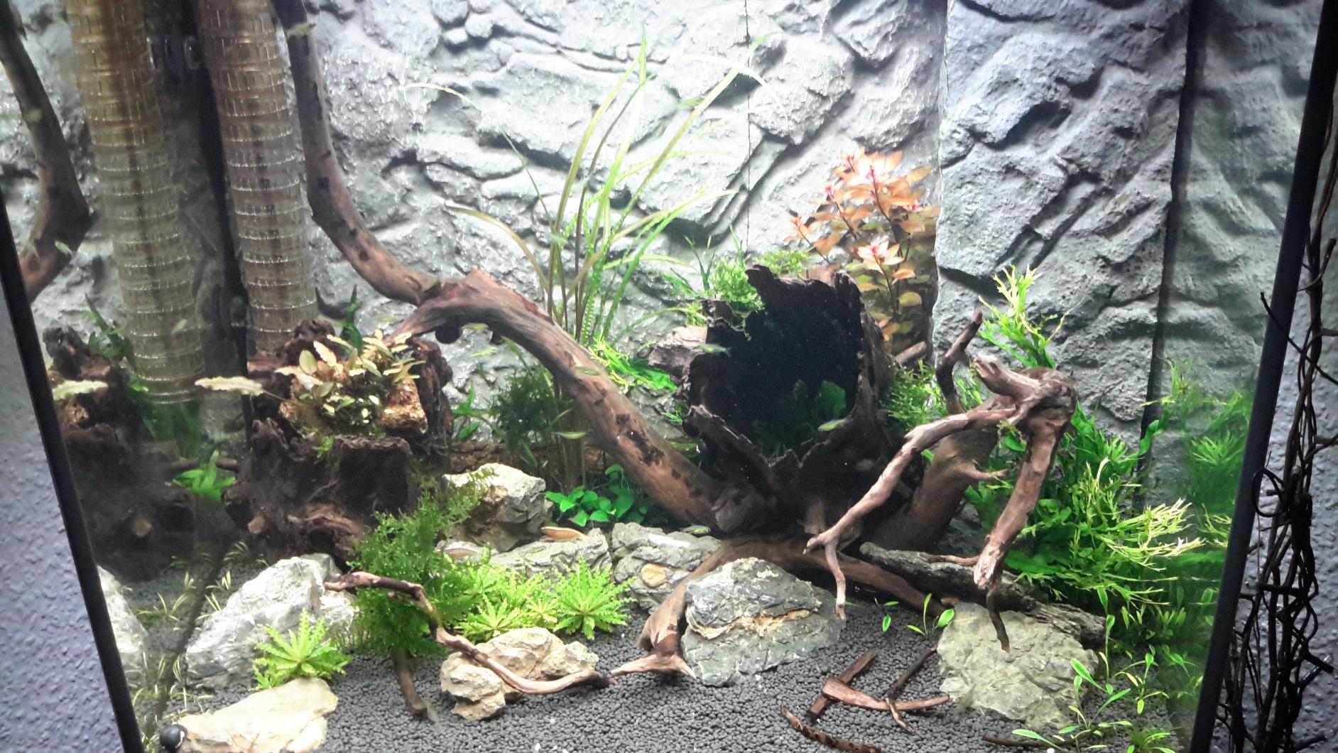 Fische lieben die Verstecke