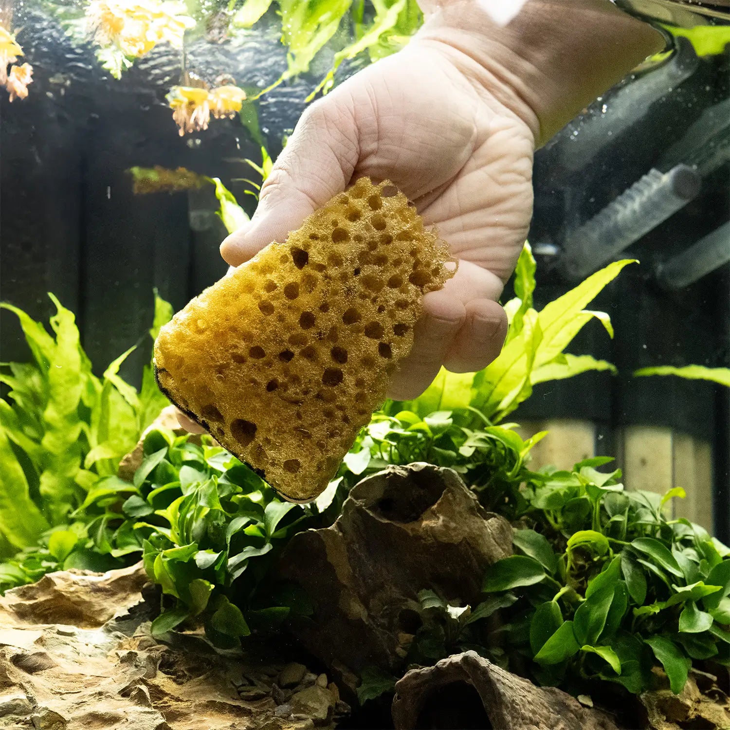 dennerle-cleanator-zweiseitiger-aquarien-scheibenreiniger-mit-edelstahlwolle image 4