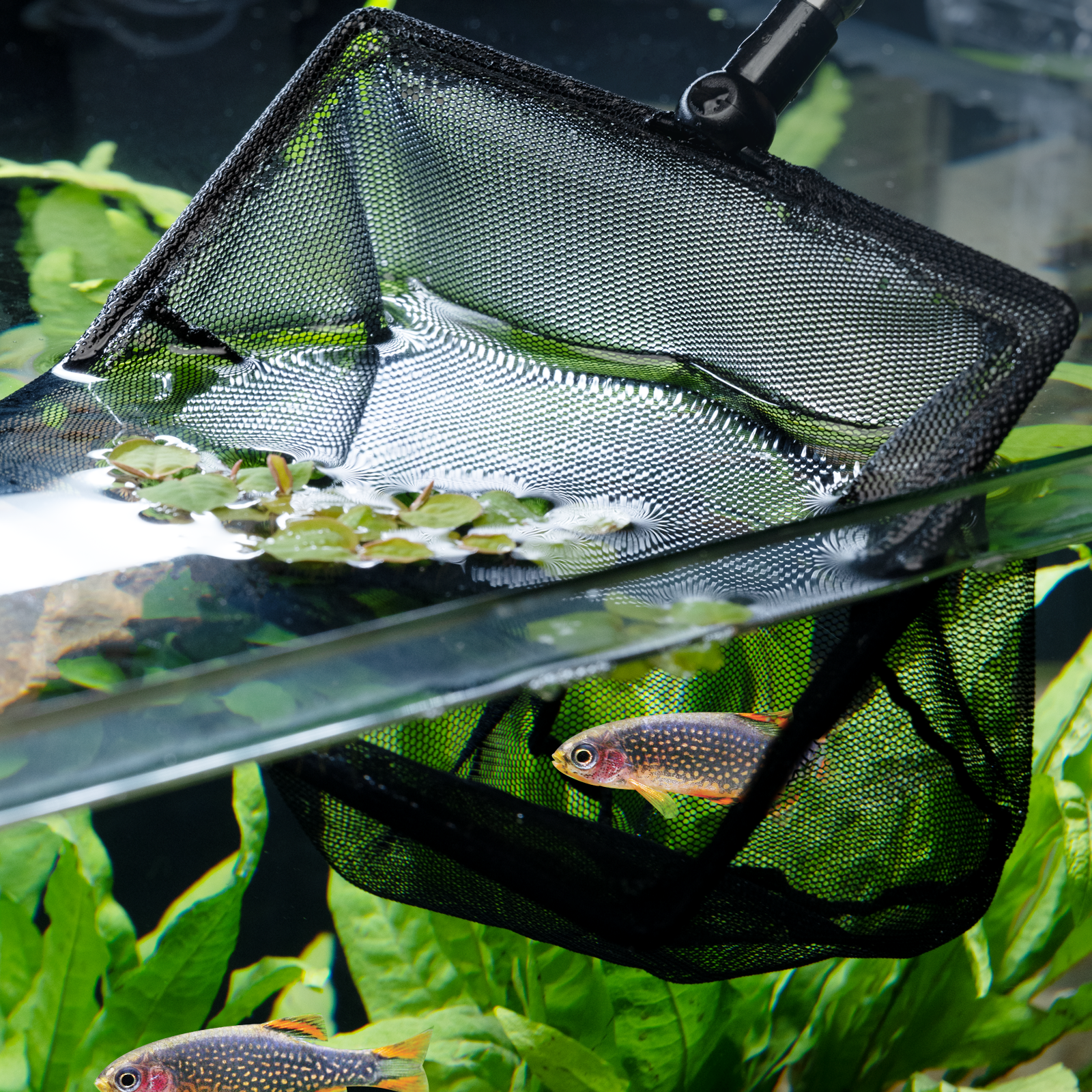 dennerle-fish-net-fischkescher-f-r-nano-aquarien image 4