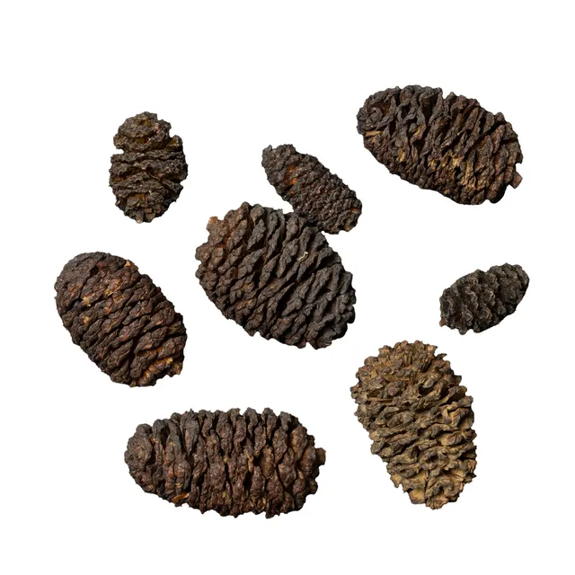 dennerle-black-cones-erlenzapfen-wasserpflege-f-r-schwarzwasser-aquarien image 1