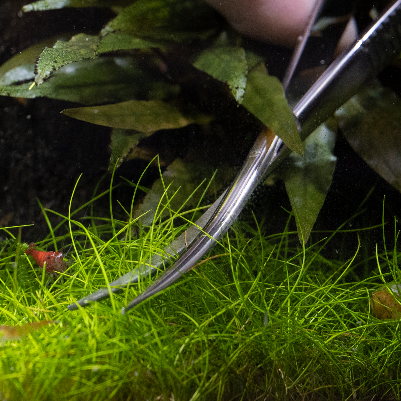 dennerle-plant-scissor-spring-gebogene-aquascaping-schere image 2