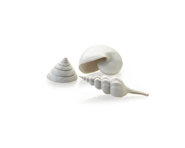 biorb-muschel-set-3-wei-aquarium-deko image 1